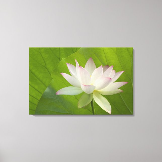 Impressão Em Tela EUA, DC, Washington, Kenilworth Aquatic (Frente)