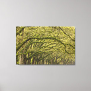 Impressão Em Tela EUA; Geórgia; Savannah. Carvalhos com