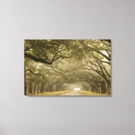 Impressão Em Tela EUA, Geórgia, Savannah, Uma estrada ladeada de car