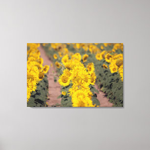 Impressão Em Tela EUA, Kansas. Girassóis (Helianthus Annuus)