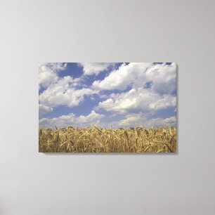 Impressão Em Tela EUA, Kentucky, Louisville. Culturas de trigo e