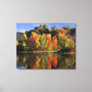 Impressão Em Tela EUA, New Hampshire, Moultonborough. Árvores em