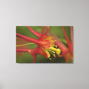 Impressão Em Tela EUA, Oregon, Portland. Fecho da columbina