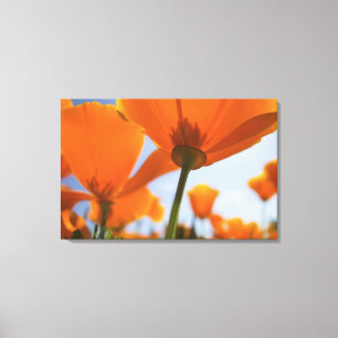 Impressão Em Tela EUA, Oregon, Willamette Valley, Close UP of 2