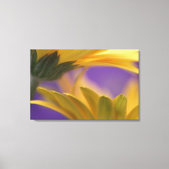 Impressão Em Tela EUA, Pensilvânia. Yellow Gerbera Daisies, fecha (Frente)