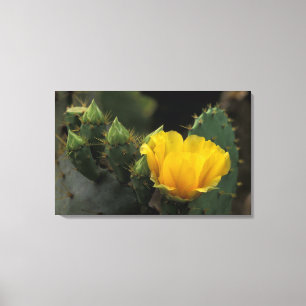 Impressão Em Tela EUA, Texas, Cacto Prickly Pear em flor.