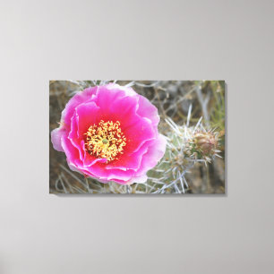 Impressão Em Tela EUA, Utah, Canyonlands NP, Desert Prickly Pear