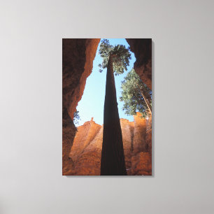 Impressão Em Tela EUA, Utah, Parque Nacional Bryce Canyon. Alto