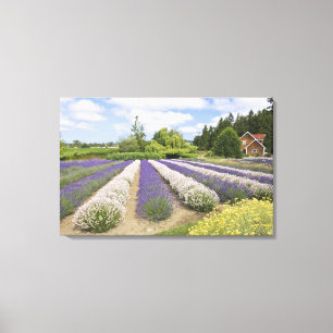 Impressão Em Tela EUA, WA, Sequim, Purple Haze Lavender Farm