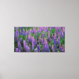 Impressão Em Tela EUA, Washington, Condado de Clallam, Lupine