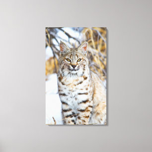 Impressão Em Tela EUA, Wyoming, Retrato de um lince-vermelho