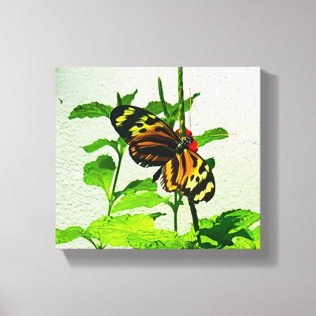 Impressão Em Tela Eueides Isabella (Frente)