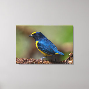 Impressão Em Tela Eufônia-coroada-pintada na Costa Rica
