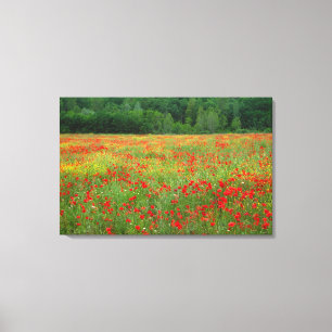 Impressão Em Tela Europa, Itália, Toscana, papoilas vermelhas no ca