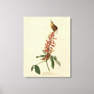 Impressão Em Tela Excelente Carolina Wren - As Aves da América de Au