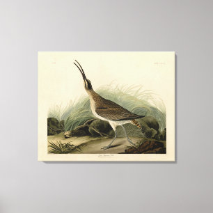 Impressão Em Tela Excelente Esquimaux Curlew (Hudsonian) - Aves de A
