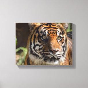 Impressão Em Tela face do tigre