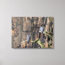 Impressão Em Tela Falcões Peregrinos Nas Rochas