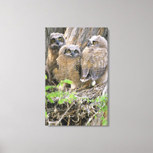 Impressão Em Tela Família de filhotes de coruja-real (Bubo virginian