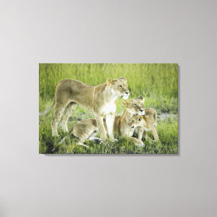 Impressão Em Tela Família do leão em Kenya, África