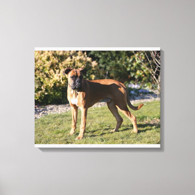 Impressão Em Tela Fawn Boxer Dog Stander (Frente)