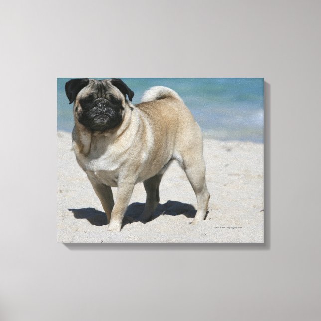 Impressão Em Tela Fawn Pug na praia (Frente)