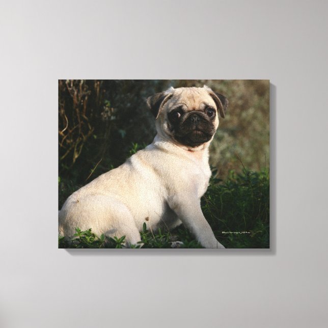 Impressão Em Tela Fawn Pug Puppy Sentado (Frente)