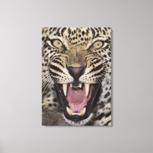 Impressão Em Tela Fechar o rosnamento do leopardo (Frente)