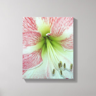 Impressão Em Tela fechar uma flor de Amaryllis, vermelha e branca, a