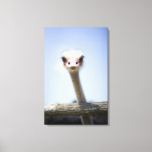 Impressão Em Tela Feche acima da cabeça da avestruz