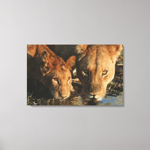 Impressão Em Tela Feche acima da leoa (Panthera leo) e do filhote