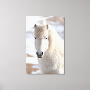 Impressão Em Tela Feche acima de um cavalo islandês branco