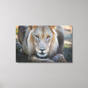 Impressão Em Tela feche acima de um leão masculino, Panthera leo,