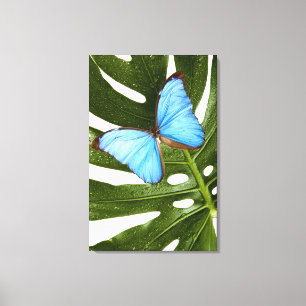 Impressão Em Tela Feche acima de uma borboleta azul de Morpho em uma