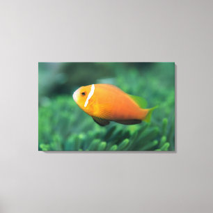 Impressão Em Tela Feche acima dos peixes de anêmona de Maldives,