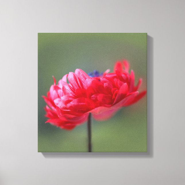 Impressão Em Tela Fecho do efeito de pintura de flor vermelha (Frente)