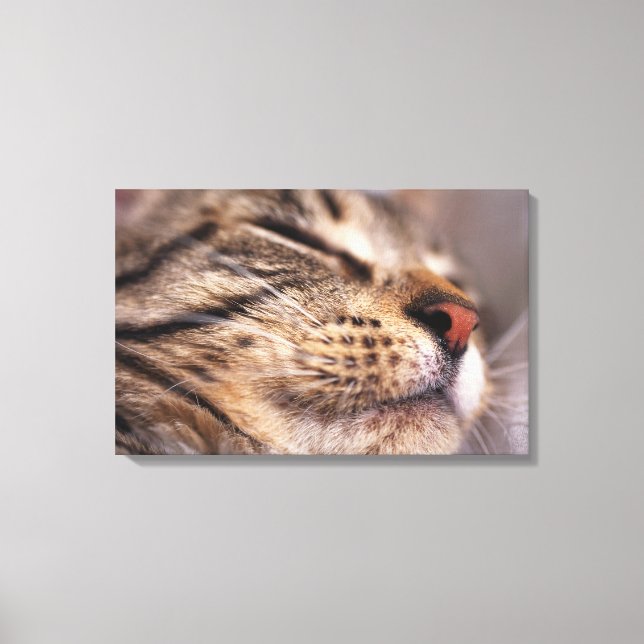 Impressão Em Tela Fecho dos bigodes e focas de gato (Frente)