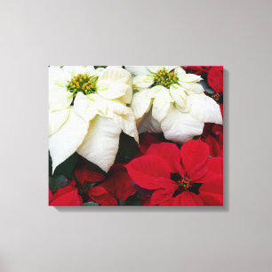 Impressão Em Tela Férias de Natal White e Red Poinsettias II