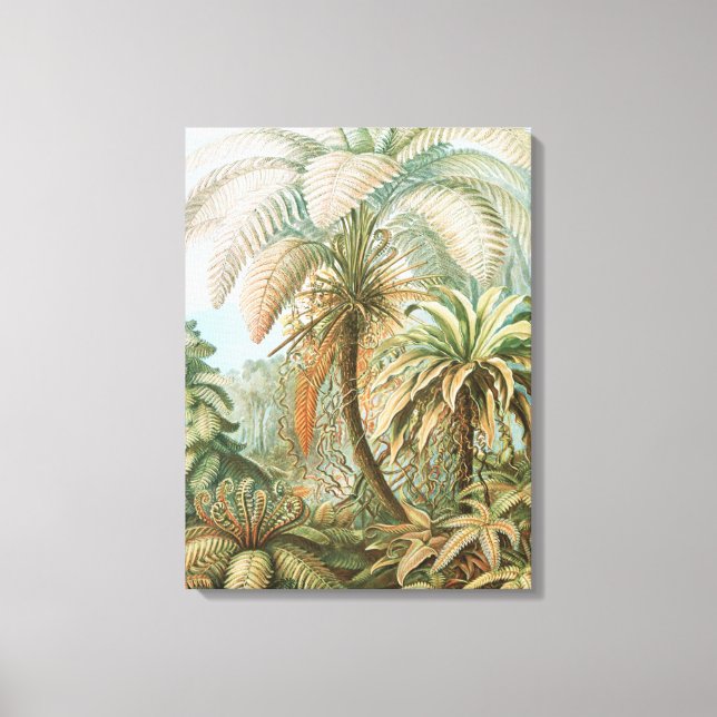 Impressão Em Tela Ferns, Filicinae Laubfarne, por Ernst Haeckel (Frente)