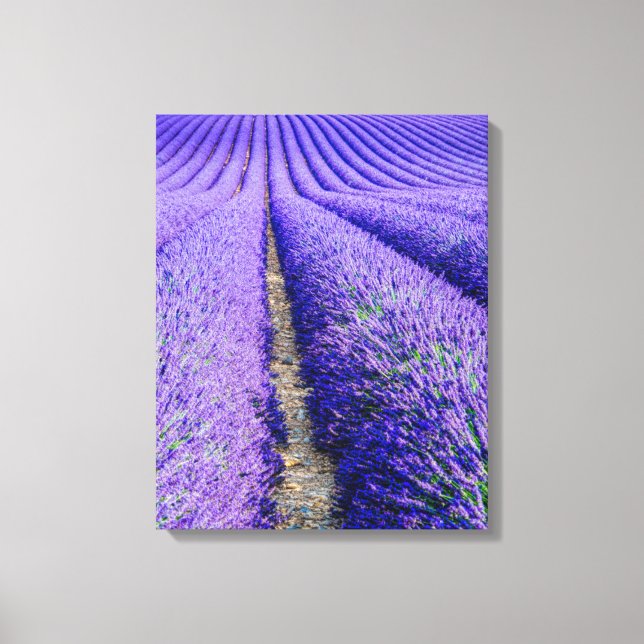 Impressão Em Tela Fileiras de Lavanda, Provença, França (Frente)