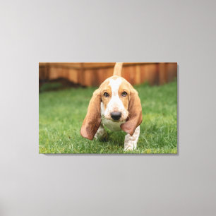 Impressão Em Tela Filhote de Basset Hound Caminhando