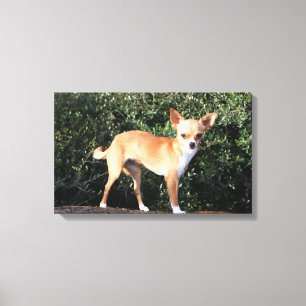 Impressão Em Tela Filhote de cachorro da chihuahua do Teacup