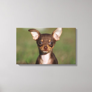Impressão Em Tela Filhote de cachorro da chihuahua que olha a câmer