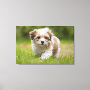 Impressão Em Tela Filhote de cachorro de Havanese
