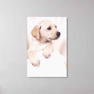 Impressão Em Tela Filhote de cachorro de Labrador