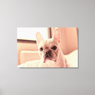Impressão Em Tela Filhote de cachorro do buldogue francês