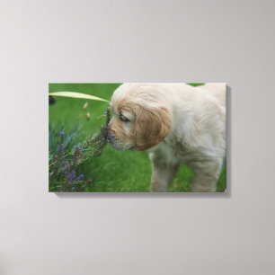 Impressão Em Tela Filhote de cachorro do golden retriever