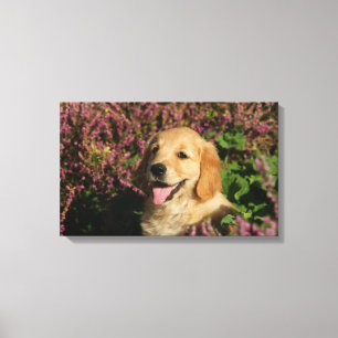 Impressão Em Tela Filhote de cachorro dourado de Retreiver