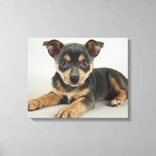 Impressão Em Tela Filhote de cachorro muito bonito com olhos Loving