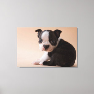Impressão Em Tela Filhote de cachorro muito novo de Boston Terrier